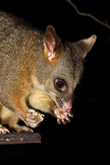 A nocturnal Australian brushtailed possum, trichosurus vulpecula,  feeding against a night sky.