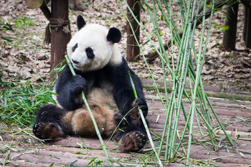 Giant panda bear seated eating bamboo shoots at Chengdu Zoo, Sichuan province, China