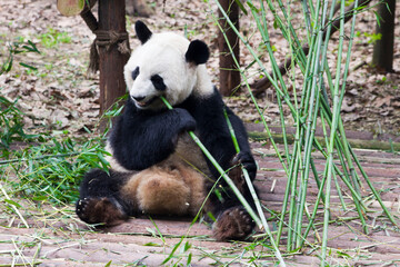 Giant panda bear seated eating bamboo shoots at Chengdu Zoo, Sichuan province, China