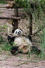 Giant panda bear seated eating bamboo shoots at Chengdu Zoo, Sichuan province, China