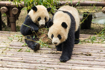 Fototapeta premium Cute giant panda bears eating bamboo in Chengdu Zoo, Chengdu, China