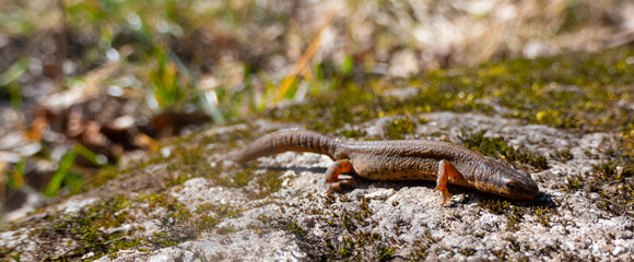 A beautiful brown lizard basks in the sun. Lies on a gray stone