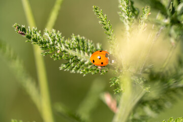 Ladybug macro photo. Ladybug on a green leaves in a meadow.