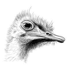 Ostrich head hand drawn sketch. Funny ostrich bird looking inquiringly black graphic sketch isolated on white background. Vector illustration - obrazy, fototapety, plakaty