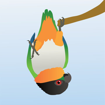 A vector illustration of a  black headed caique (also known as black headed parrot, black-capped parrot or pallid parrot) hanging upside down on one paw. He looks very clownish.