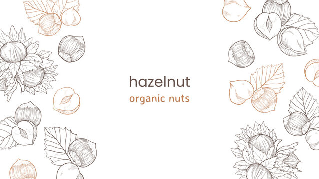 Hazelnut web banner with nuts and leaves, fruits and kernels. Left and right pattern of hazelnuts