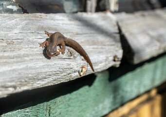 A beautiful brown lizard basks in the sun. Lies on a gray stone