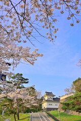 春桜満開の青葉城隅櫓
