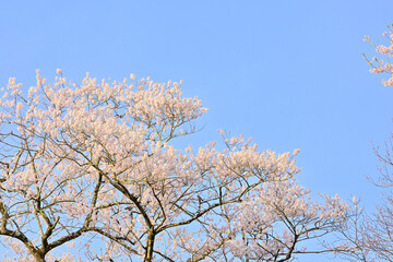 春桜満開の青葉城隅櫓
