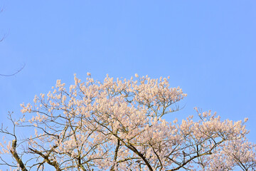 春桜満開の青葉城隅櫓
