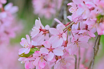 春桜満開の青葉城隅櫓
