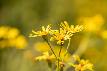 Obraz premium Yellow flowers bloom in the meadow, in the open air, macro photo. Selective focus