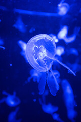 jelly fish in the aquarium