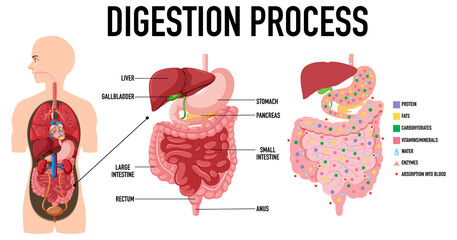 Diagramme montrant le processus de digestion