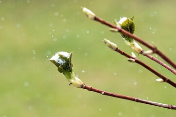 Das schöne Detail - Freigestellte , verschneite Triebe einer Hortensie 