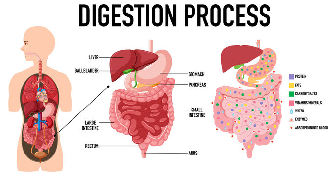 Diagram showing digestion process