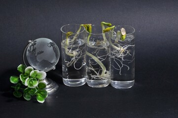 Pupmkin seeds in the water and globe