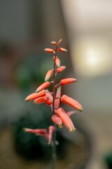 Red pot of plant and blurred background