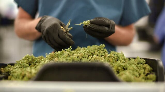 worker trimming cannabis in Colorado