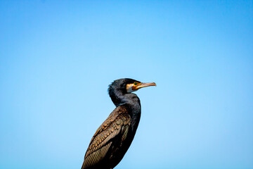Cormorant or phalacrocorax isolated on blue sky background. - Powered by Adobe