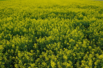 Raps Feld mit gelben Blüten