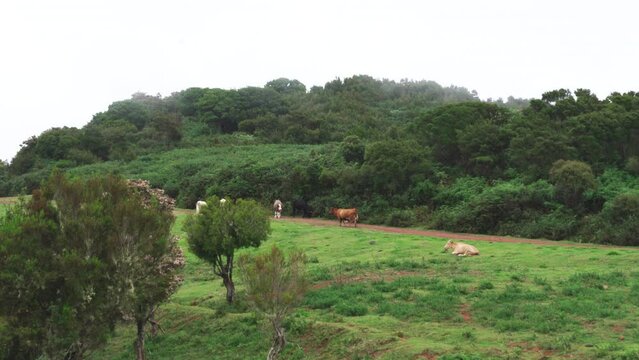 A herd of cows in the distance on the top of a mountain shrouded in mist. Madeira, Portugal