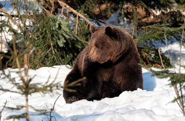 Brown bear resting on snow into the forest of Carpathian mountains, Romania in winter season.
