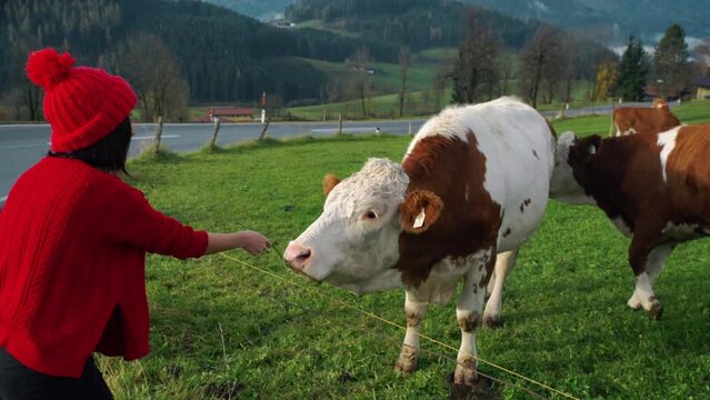 Asian girl in red hat, woman hand pet a cow. Cow and bull in the mountains. Happy alpine milky cows are grazing in the grass. Rural scene, in the background Tatra mountains, Poland, Europe. Well-fed