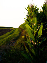 droga przez  kukurydzę