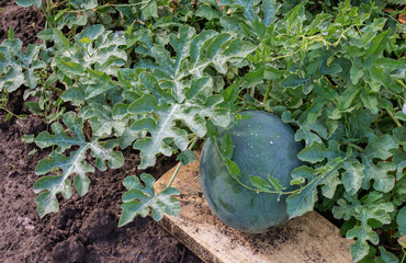 Watermelon on a green watermelon plantation in summer, agricultural product