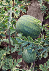 Watermelon on a green watermelon plantation in summer, agricultural product,top view