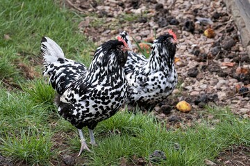 Zwei Hennen von Thüringer Barthühnern