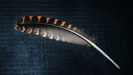 woodcock feather on the dark background, plumage macro , copy space