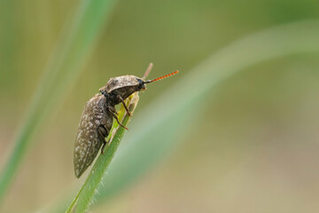 Soft focused closeup on a large clicking beetle, Agrypnus murina, hiding in the grass