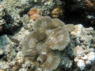 giant clam from the red sea