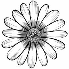 vector painting flower blooming beautiful floral