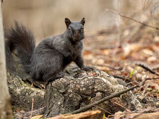 Black Squirrel ON, Canada