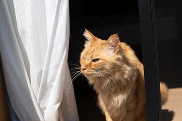 見つめる猫　茶トラ猫