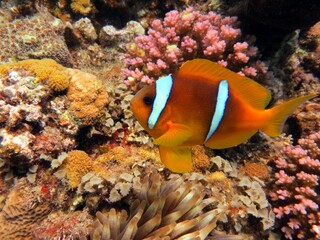 Obraz na płótnie Canvas beautiful clown fish of the red sea