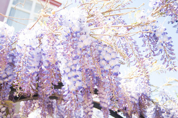 Wisteria blooming flowers in spring