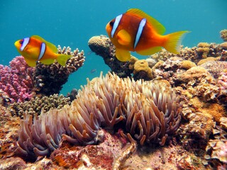 Naklejka na ściany i meble beautiful clown fish of the red sea