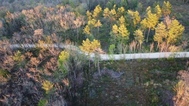Chemin forestier vu de cot&eacute; avec les derni&egrave;res lueurs du soleil &eacute;clairant les arbres environnants.
