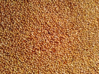 background of grain