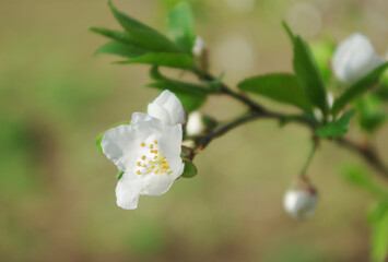 Plum flower on a branch with buds.