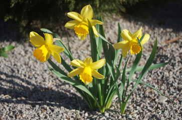 Obraz premium A bush of yellow daffodils blooming in a flower bed.