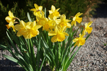 A bush of yellow daffodils blooming in a flower bed.