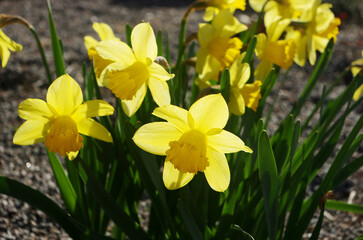 Obraz premium A bush of yellow daffodils blooming in a flower bed.