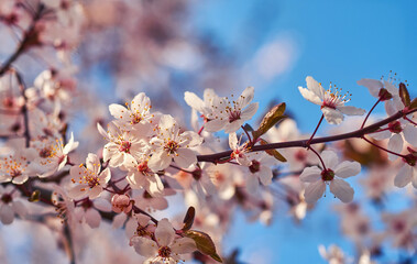 Cherry blossom branch against the blue sky. Spring plot, delicate pink flowers