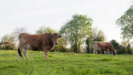 Vacas marrones en pradera de hierba 