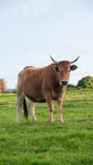 Vaca marrón mirando a cámara en pradera de hierba 